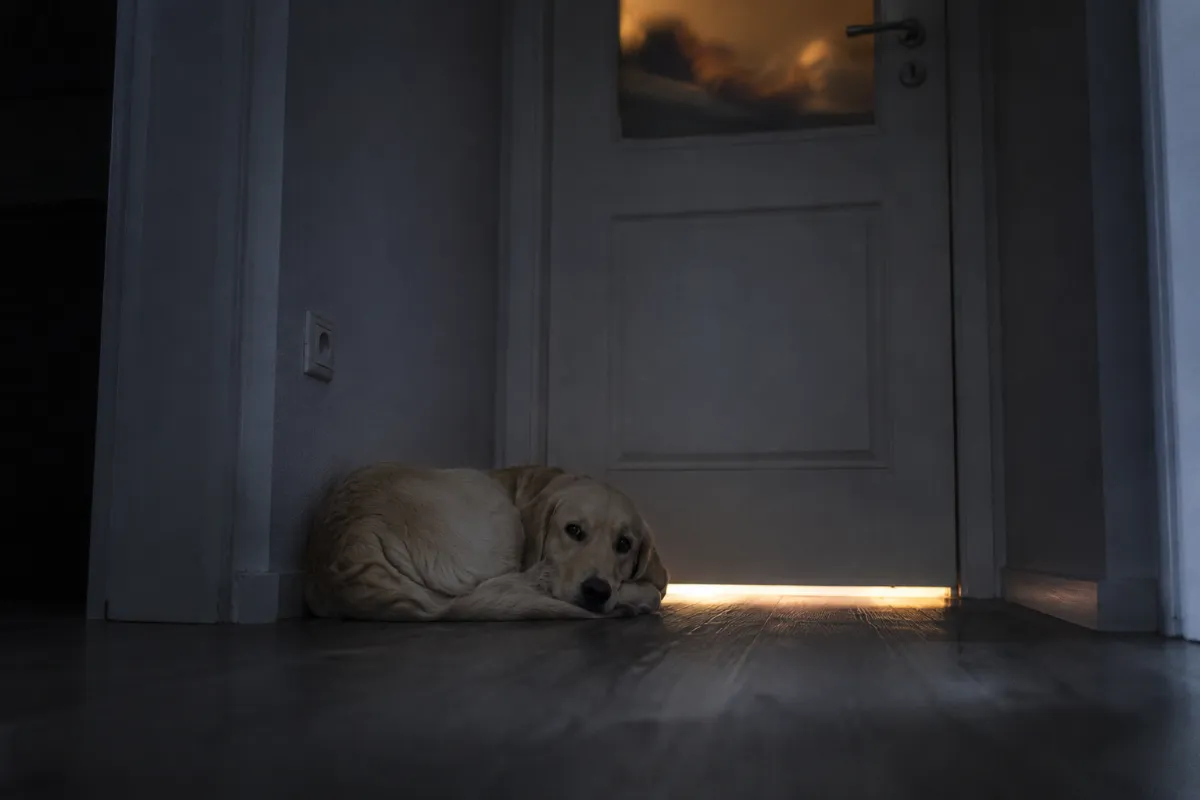 Dog lying at night in front of the closed bedroom door